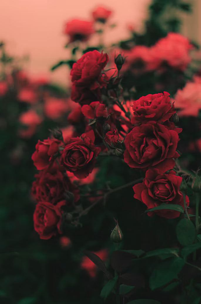 The rose edit.